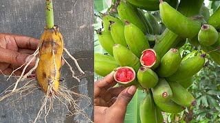 How to Graft Bananas and Watermelon Together - Unbelievable Results!