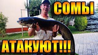 СОМЫ ГНУТ СПИННИНГ!!! Рыбалка на судака. Fishing