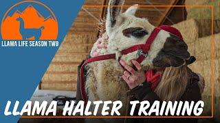 Llama Halter Training 2.0 - EP.2