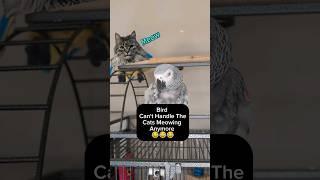 Cat Getting On Birds Nerves #animals #pets #birds #funny #cute #amazing #parrot #greyparrot #lol