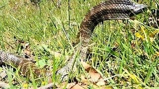 Beware The Deadly Tiger Snake