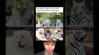 The Only 2 Photos in The World With The 4 Tones of The Tiger.