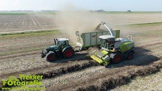 Bol | Kastelijn BV | Hennepvezel hakselen 2024 | Chopping Hemp Fiber | Hanffaser Häckseln