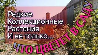 Редкие растения, украшают мой сад в конце августа. Обзор и прогулка по саду