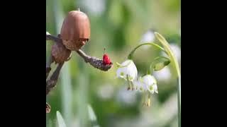 stick figures and birds (becorns?) created by David M Bird @davidmbird