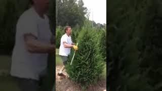 World's fastest tree trimmer