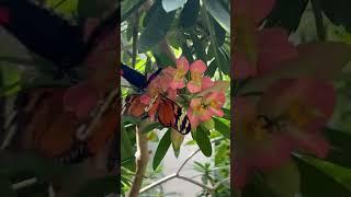 Tiger longwing Butterfly