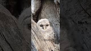 My favourite owl species #shorts