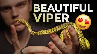 BEAUTIFUL PIT VIPER HANDLING