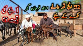 Extremely Pure Beetal Goat's Kids - Ustaad Farhan Gujjar