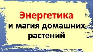 Можно ли брать цветы от чужих людей. Энергетика и магия домашних растений