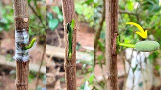 New technique for Jackfruit grafting | how to graft jackfruit tree #jackfruit_grafting