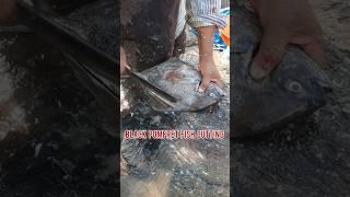 Black Pomfret fish cutting # fish cutting shorts #fishing #seafood