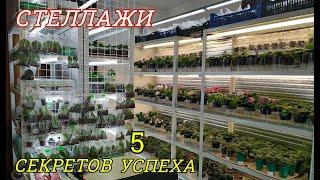 СТЕЛЛАЖИ для ФИАЛОК и ГЛОКСИНИЙ  5 СЕКРЕТОВ УСПЕХА