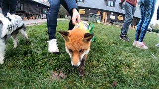 Pumpkin the Fox | Cared for by a vet | Was run over and now she has a neurological disease