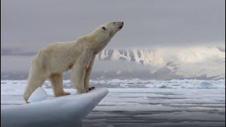 Best Polar Bear Moments | Part 1 | BBC Earth