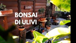 BONSAI DI ULIVO DI CURA LA NATURA, Mostra bonsai e futuri bonsai di ulivi