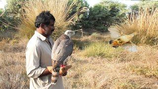 Art of Goshawking || Partridge hunting 2024 || Raptors Today