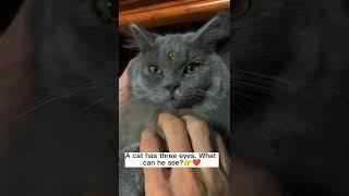 crazy funny animal 165