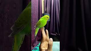 प्रेम पक्षी |#Athiffmanna #lovebirds #loveforbirds