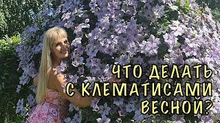 КЛЕМАТИСЫ ЗАВАЛЯТ ЦВЕТАМИ! Секреты ухода весной