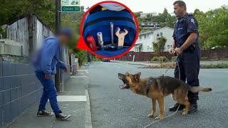 Police K9 Tracks Down Car Thieves In Crazy Pursuit!