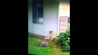 Smart rabbit escape