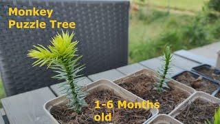 Growing MONKEY PUZZLE TREES from Seed - Few Months Old