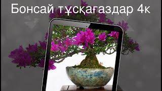 Бонсай тұсқағаздар 4к