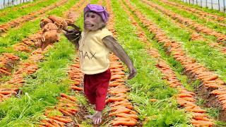 So Smart Monkey! Farmer Max harvests carrots but uninvited guest appears️