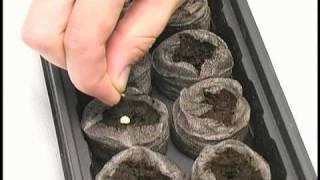 Start Seed Indoors-tagged
