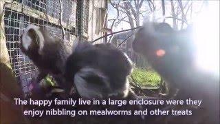 The Marmoset Family