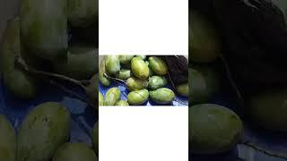 Juicy and yummy ripe Mango |Fruit |#Shorts |Farida Akter Taslima |