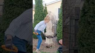 Planting a pollinator attractor Proven Winners- Cat's Pajamas #provenwinners