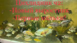 Мои Малавийские цихлиды выпуск 2. Запустил выростник на 400л, вытрусил первых мальков у зебр.