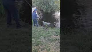 Сазаны в кастинговую сеть СибКаст #casting #fishing #рыбалка #кастинговая #carpfishing #carp #fish