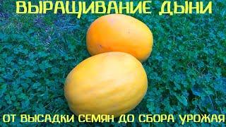 Как вырастить дыню в Беларуси. От посадки семян до сбора урожая. Лучший сорт!