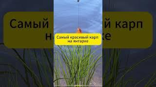 Редкий карп  на янтарке в Русская Рыбалка 4