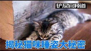 宠物科普：揭秘猫咪睡姿的大秘密