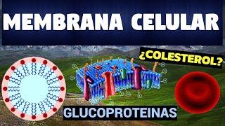 TODO SOBRE LA MEMBRANA PLASMÁTICA | ESTRUCTURA Y FUNCIONES |