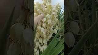 Что растет на Кипре? #юкка #цветет #колокольчик