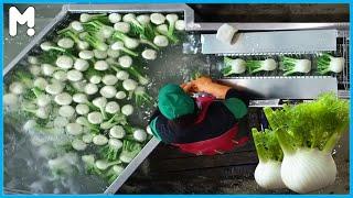 Fennel Farming and Harvesting - Fennel Cultivation Agriculture Technology -Fennel Processing Factory