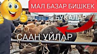 БУКА БАЗАР СААН УЙЛАР ПРИГОРОДНЫЙ МАЛ БАЗАР  26/10/24/Бишкек