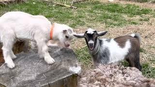 Crazy goat kids!