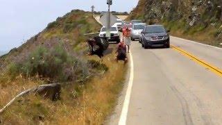 California Condor Takes Flight at Big Sur