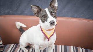 Tisa - Rat Terrier - 3 Week Residential Dog Training at Adolescent Dogs