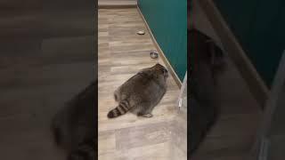 Lazy Raccoon  #funnyanimals #funny #raccoon #cute #cuteanimals