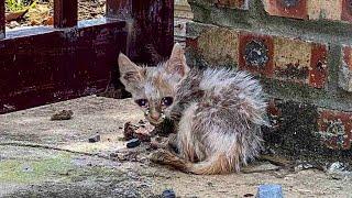 Having never received love in her life, she shed tears when our team fed her!