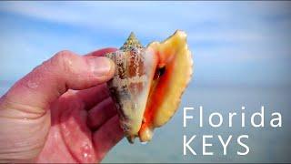 A shelling adventure to the Florida Keys!