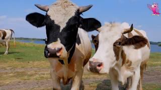 COW VIDEO  COWS MOOING AND GRAZING IN A FIELD | Cow Video